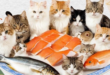 汪咪大站的凍乾和肉乾